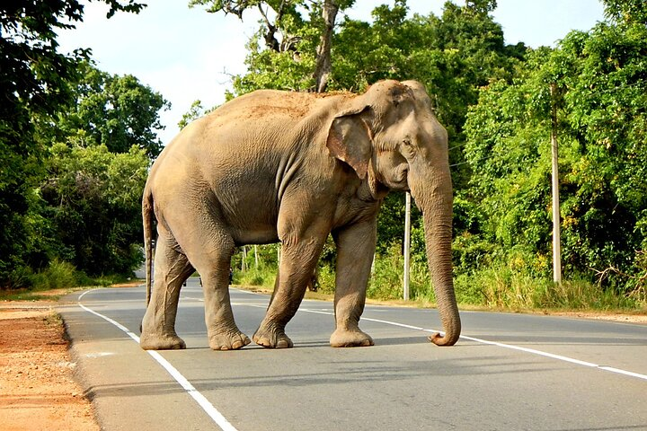 Minneriya National Park Elephant Safari  - Photo 1 of 25